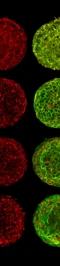 Embryology Syllabus